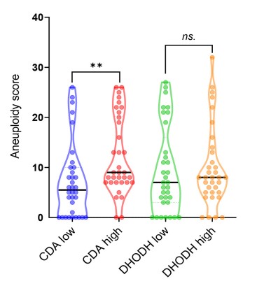 Quantification of aneuploidy score in TCGA PDAC samples with high and low level of CDA.jpg